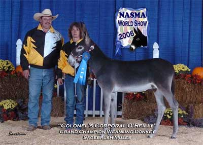 World Champion Weanling Donkey