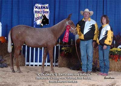 Reserve Champion Weanling Mule