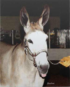 Cooper�s Farm Pride�s Pauline