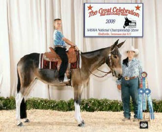 THESEBOOTSWEREMADE4LOPIN' owned by michelle Fowler 1st place 2 & under halter mules, Grand Champion Halter mule, & NASMA National Champion 2 & under halter mule