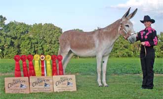 Congratulations to MRS Scooter's Superstar shown by Megan Bates for achieving the NASMA CHAMPION DONKEY title at Shelbyville.