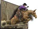 Montgomery Mules