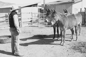 TIM ASKS THESE young mules to turn and face him