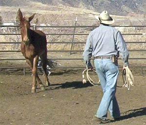 WHEN YOU ARE asking your mule for a turn make sure the mule is responding to your cue, not a pattern you have created