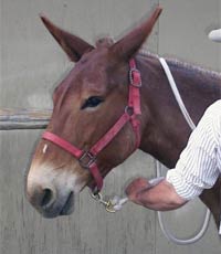 Hold the rope or rein six inches from the halter or bridle.