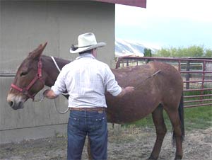 When teaching the "go forward" cue, tap the point of the hip, as shown here, to ask the mule to move forward