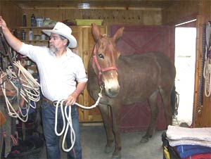 TIM DOUD has used the "go forward" cue to teach Diamond Creek Angel to follow him anywhere, including the tack room.