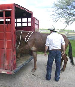 TIM HAS CUED Diamond Creek Angel to load into the trailer and wait for Tim to secure her inside