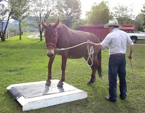 BEFORE TEACHING YOUR mule to load in the trailer, teach him or her to cross other objects first