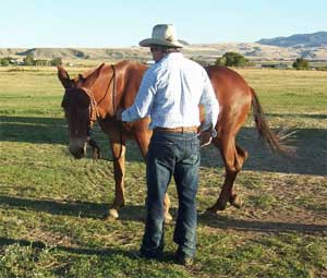 Diamond Creek Angel has been cued to "Go Forward" and is moving around Tim with her head tipped inwards.