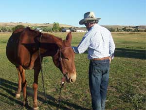 Tim is now asking Angel to disengage her hind quarters and stop.
