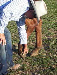 After "Sacking Out" Angel, Tim is now picking up Angel's foot by the heel.