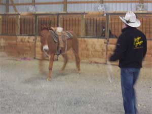 After several hundred repetitions, Tim begins asking Eugene to take steps towards him. 