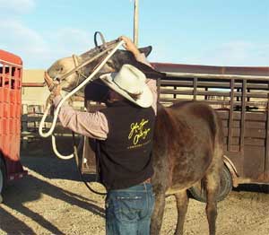 As Tim bridles Hannah, she pulls her head away.