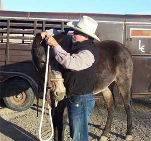 After 10 minutes of ground exercise, Hannah stands calmly as Tim puts the bridle on her