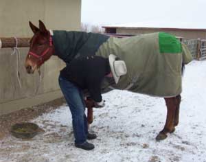 Despite cold temperatures, TIM spends time with Diamond Creek Angel on a daily basis