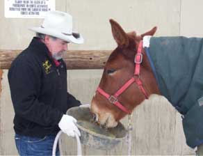 After feeding Diamond Creek Angel some alfalfa cubes, TIM continues to improve Angels training