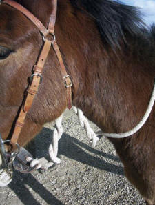 Twist the reins and use the throat latch to secure them in a safe manner