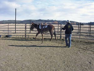 Begin ground driving in a safe place such as a round pen. Use this space to teach your mule. If your mule spooks, disengage his hind quarters with the reins and take his nose towards the fence