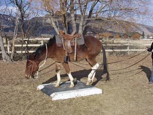 Use ground driving to teach your mule to listen to cues, even while walking over obstacles.