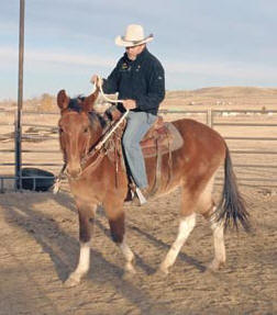 TIM keeps this mule turning and responding to his cues as he rides him for the first time.