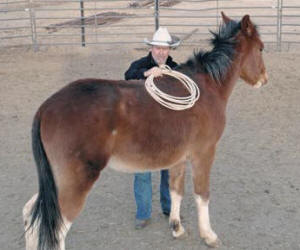 Sacking-out a mule teaches him to face his fear and not move his feet when he is afraid 