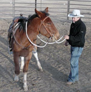 The mule should respond to light rein cues on the ground before you get on his back.