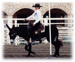 2006 Leading Jack