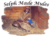Selph Made Mules