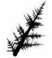 Leaning Pine