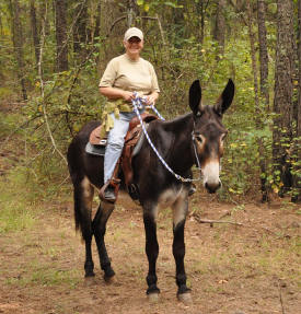 Cheryl out on the trail on Skip�s donkey Ethan