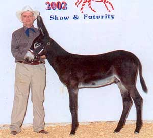 Donkey Foal