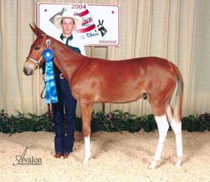 Mule Foal