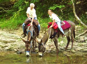 Vicki Upton and her donkeys