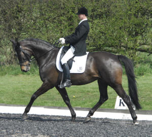 Horse showing Dressage