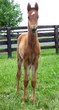 Horse Foal