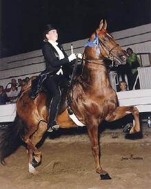 Gaited Horse