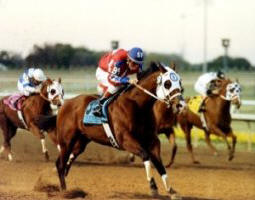 Horse Race