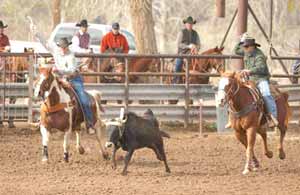 Team Roping - Horse