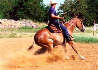 Reining Mule