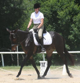 Mule showing Dressage