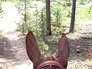 Mule Ears