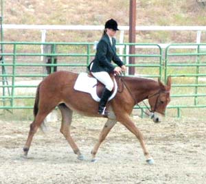 Mule under English Tack