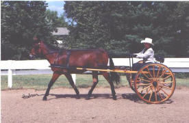 Mule Driving