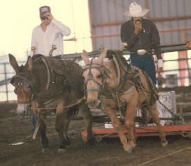 Mule Pull