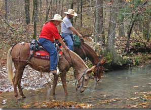 Trail Riding - by Betty Robinson