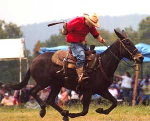 Cole Basham and BB heading to the finish line in the Mule Race at Clinton, Arkansas