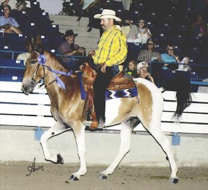 Doug and I'm Mr. Slick for Doug's biography. Slick is the 2006 AGMA World Champion 5 and Over TN Walking Mule.